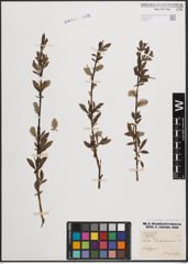 Foto von Salix cinerea L. x Salix purpurea L.